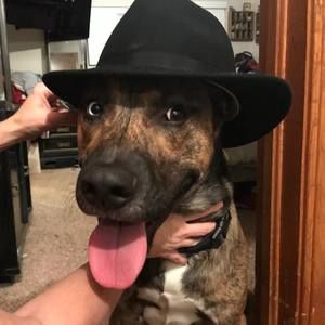 Meet your Posher, Andy